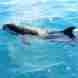 Pilot whale off the shore of the Venture North Coastal Camp