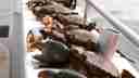 Plenty of mud crabs on offer at Cobourg  
